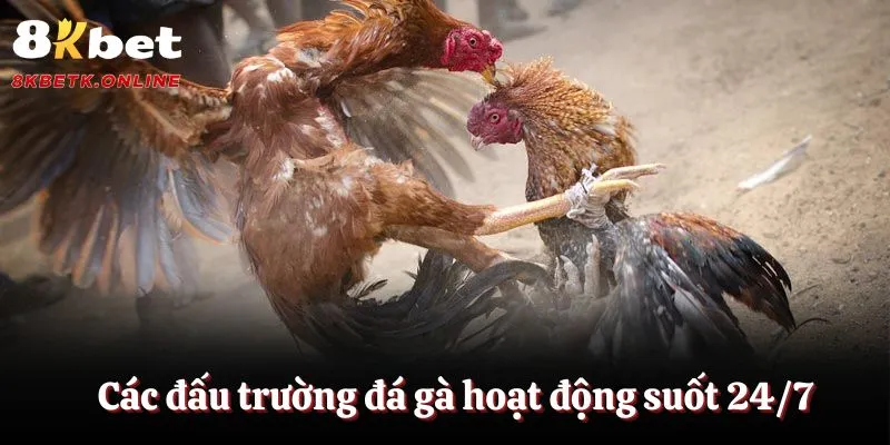 Các đấu trường đá gà hoạt động suốt 24/7