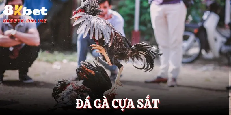Đá gà cựa dao